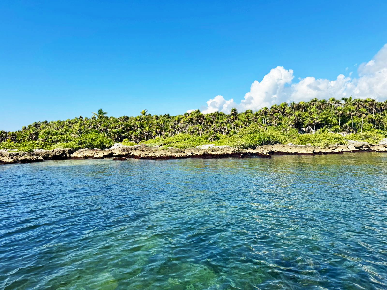 Calm, clear water in front of a rocky shoreline and dense palm jungle